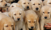 chiots, Laval, 30 Millions d'Amis, élevage industriel