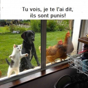 Réseaux sociaux, pandémie, humour, sourire