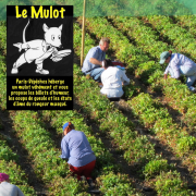 Mulot, virus, antibashing, fraises