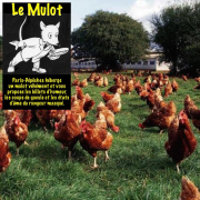 Mulot, voleurs, poules, britanniques