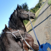 Chevaux mutilés, enquête, appel