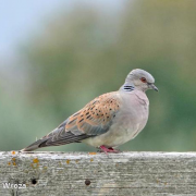 tourterelle des bois, sursis, chasse, pétition