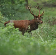 Compiègne, forêt de Laigue, cerf, chasse, chasseurs, Brutus