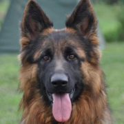 Salon de l'Agriculture, Texane, éleveur, berger allemand, chien, volé