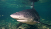 requins, LaRéunion, pêche